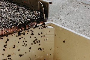Grapes being poured into a large container